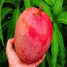 Mango Miyazaki Plant